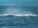 Shamu Takes Out Kayak